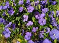 IMG-20200422-WA0013