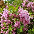 IMG-20200422-WA0019