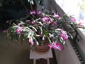 IMG_20200402_092636