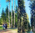 IMG-20200411-WA0005