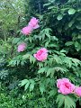 IMG-20200506-WA0020