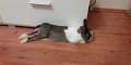 IMG-20200318-WA0025